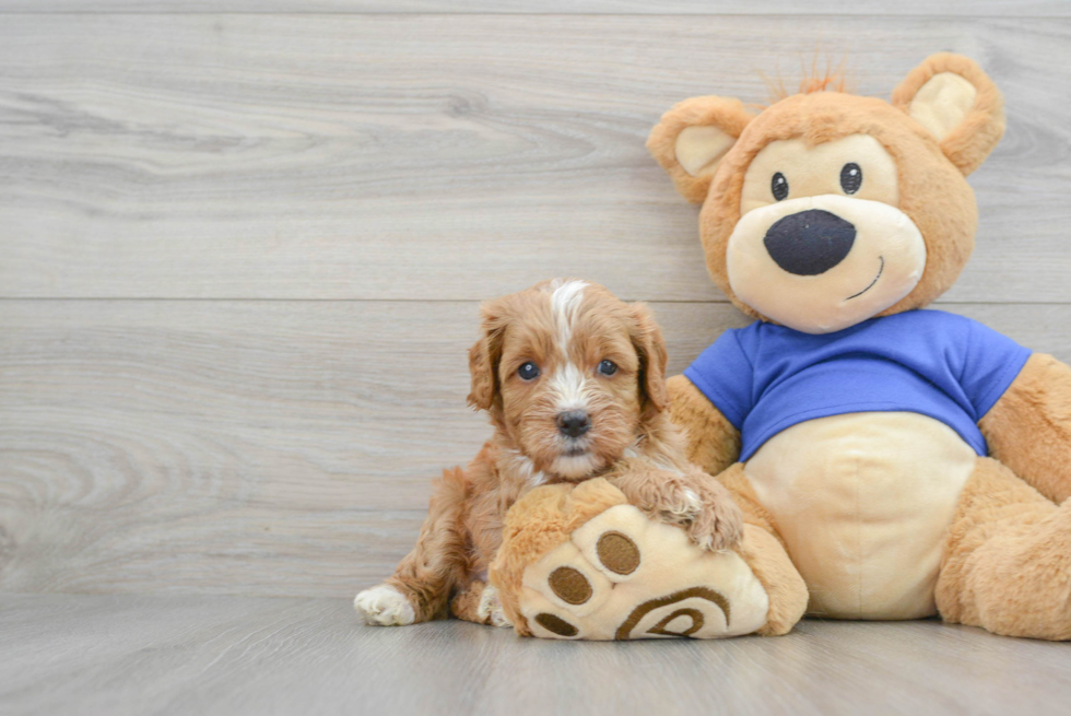 Happy Cavapoo Baby