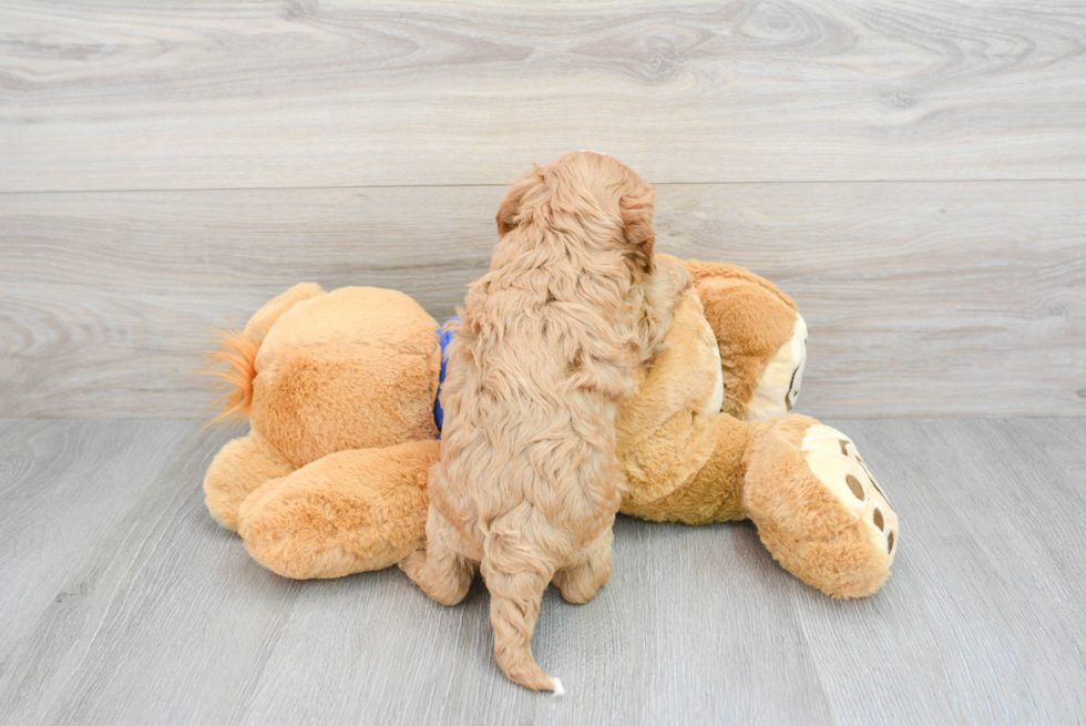 Fluffy Cavapoo Poodle Mix Pup