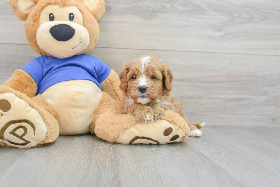 Cavapoo Puppy for Adoption