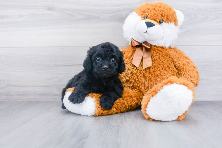 Fluffy Cavapoo Poodle Mix Pup