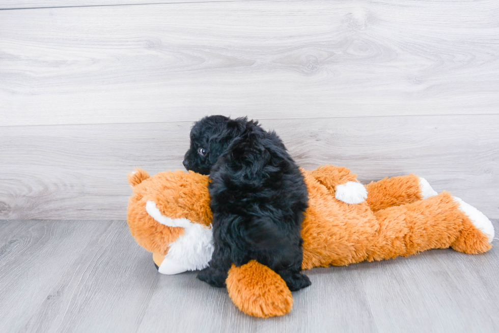 Fluffy Cavapoo Poodle Mix Pup