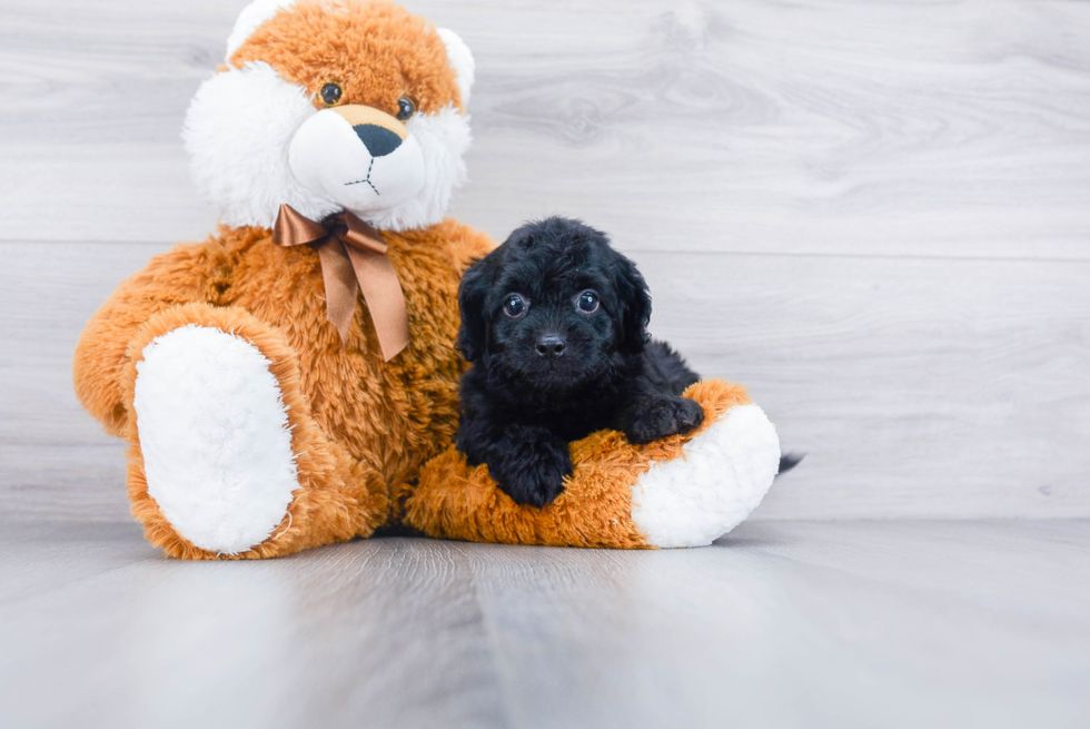 Smart Cavapoo Poodle Mix Pup