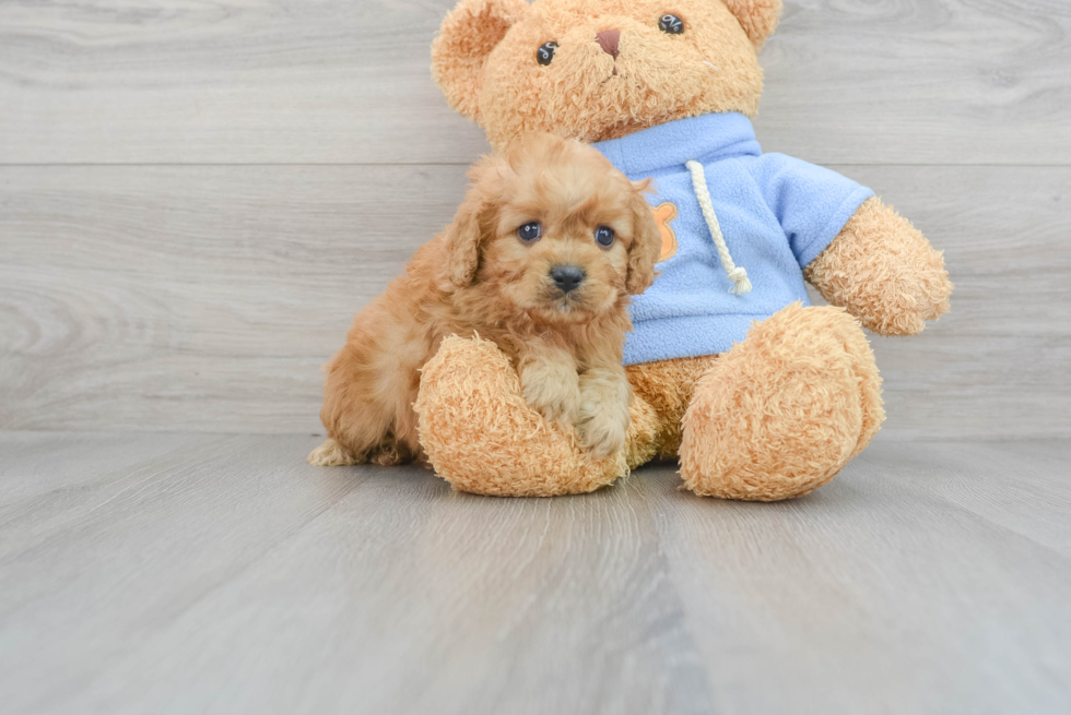 Cavapoo Pup Being Cute