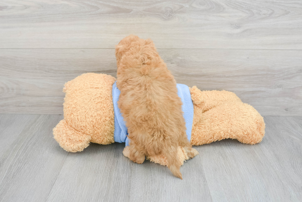 Cavapoo Pup Being Cute