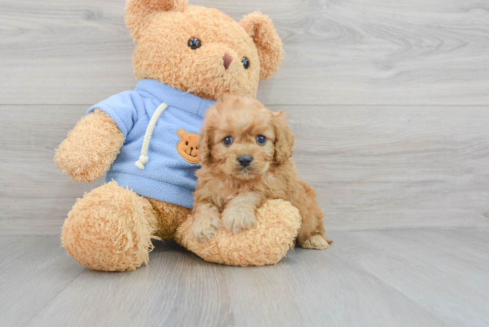 Cavapoo Puppy for Adoption