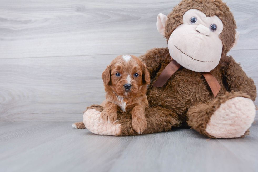 Cavapoo Pup Being Cute