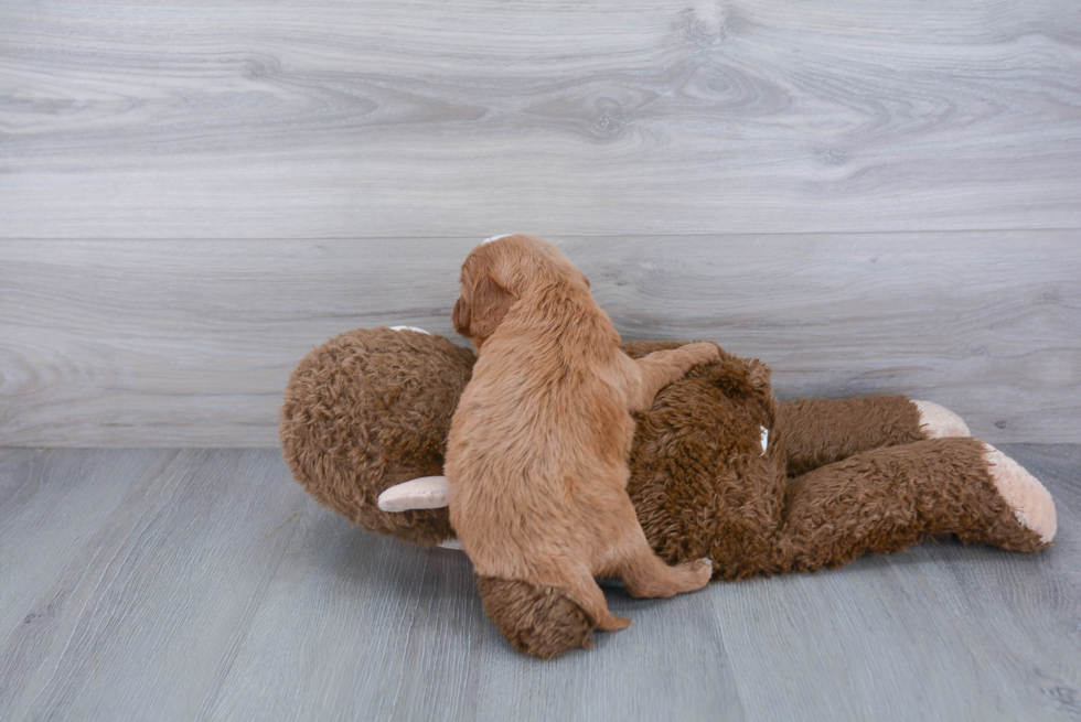 Cavapoo Pup Being Cute