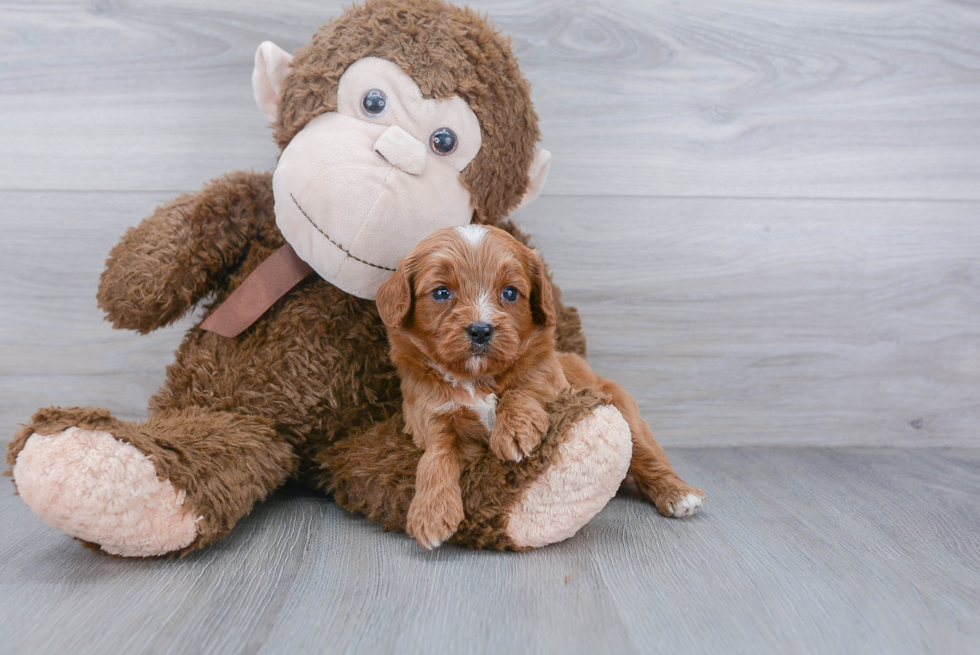 Adorable Cavoodle Poodle Mix Puppy