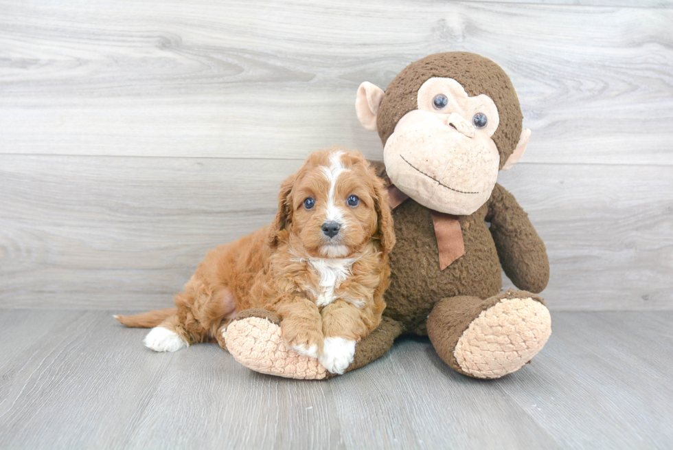 Cavapoo Pup Being Cute