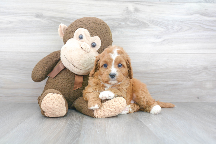 Little Cavoodle Poodle Mix Puppy