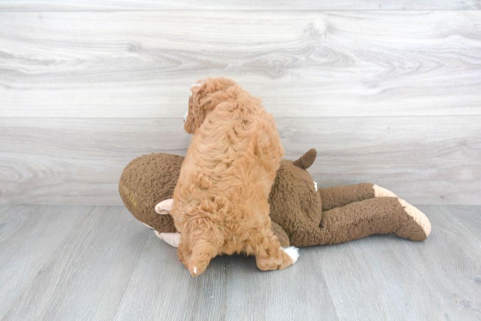 Happy Cavapoo Baby