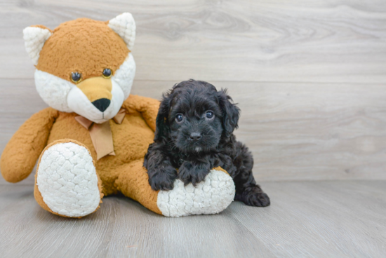 Sweet Cavapoo Baby