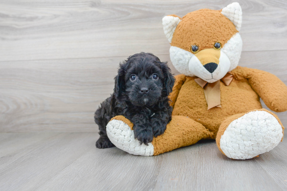 Cavapoo Pup Being Cute