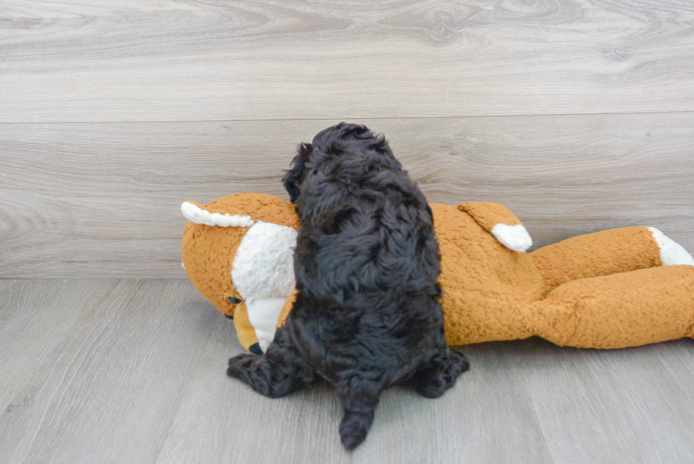 Popular Cavapoo Poodle Mix Pup