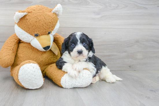 Little Cavoodle Poodle Mix Puppy