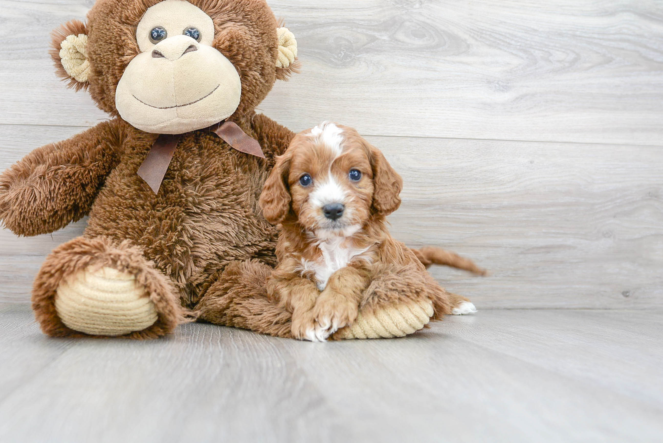 Cavapoo Puppy for Adoption