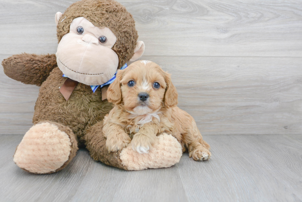 Best Cavapoo Baby