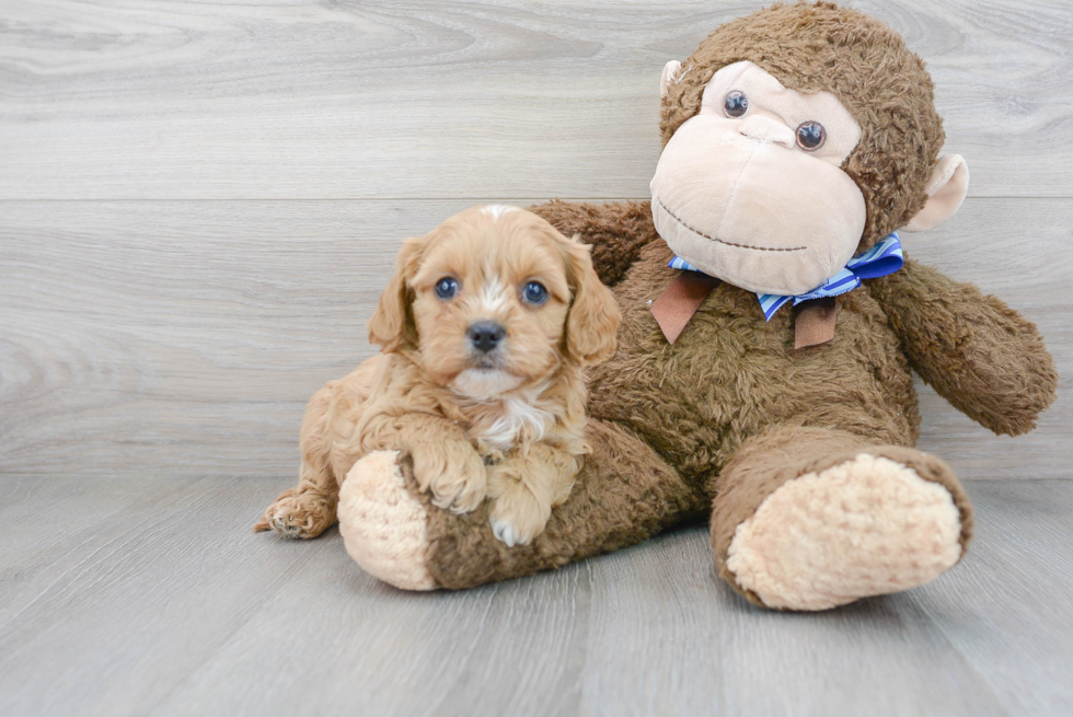 Popular Cavapoo Poodle Mix Pup