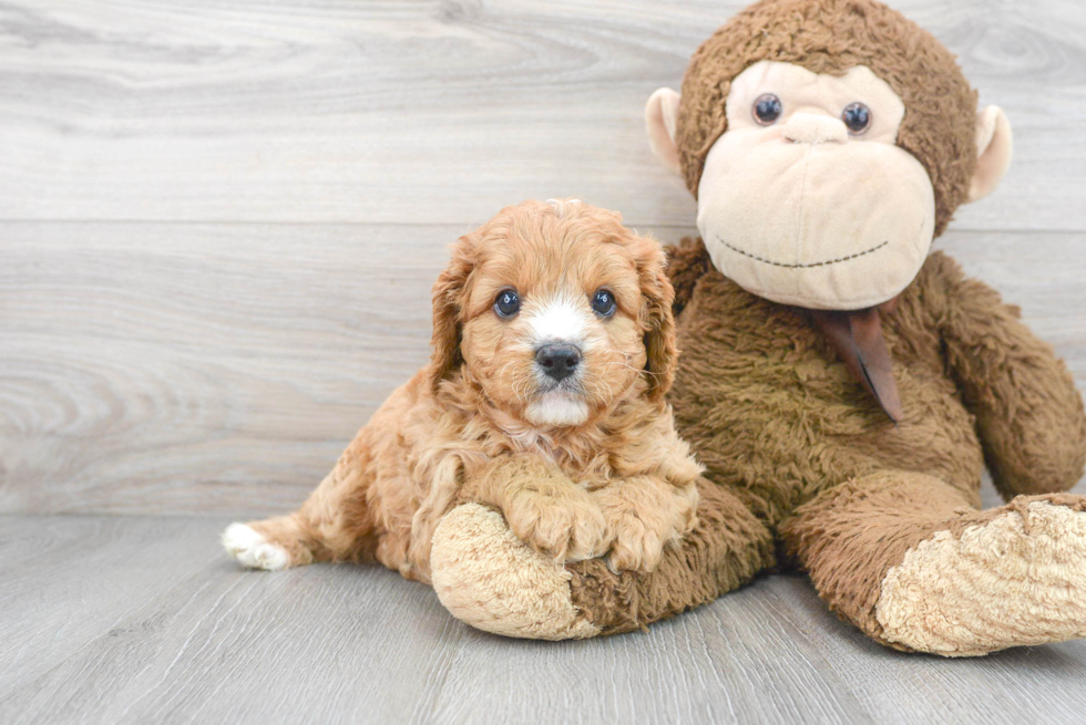 Cavapoo Puppy for Adoption