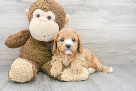 Petite Cavapoo Poodle Mix Pup