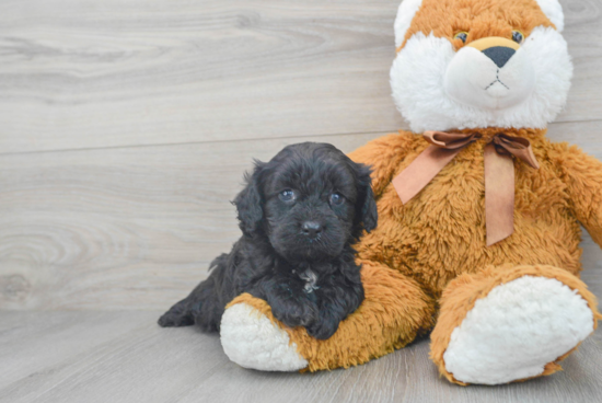 Cavapoo Pup Being Cute