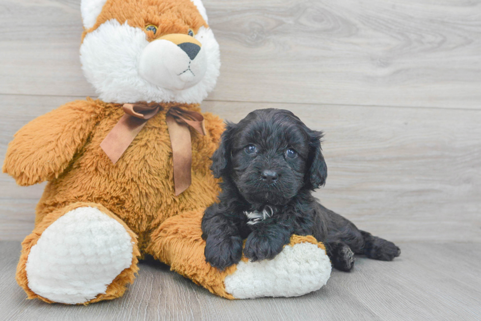 Adorable Cavoodle Poodle Mix Puppy