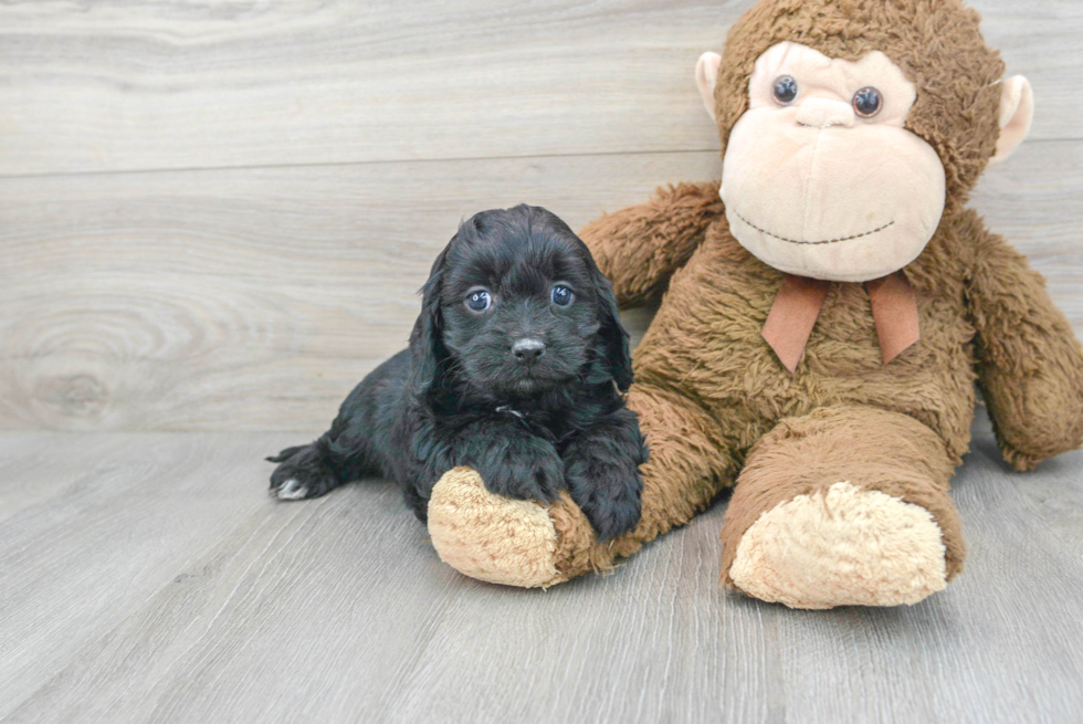 Energetic Cavoodle Poodle Mix Puppy