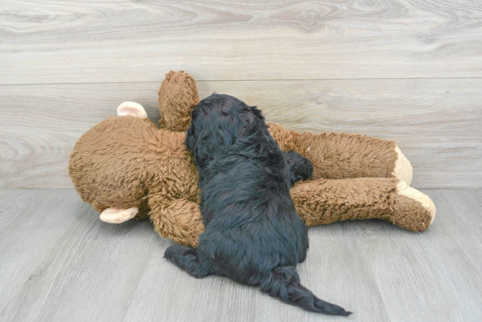 Fluffy Cavapoo Poodle Mix Pup