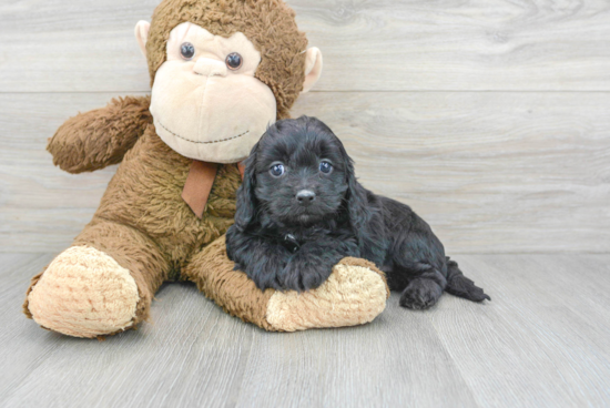 Sweet Cavapoo Baby