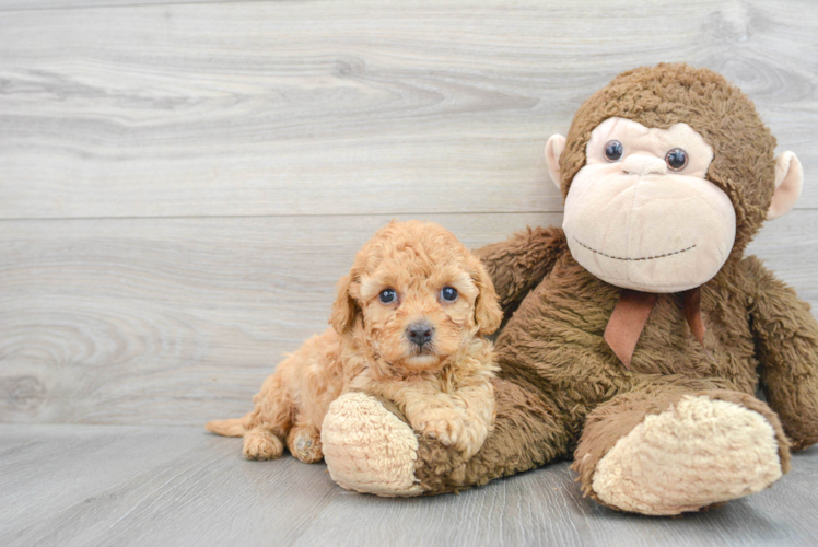 Best Cavapoo Baby