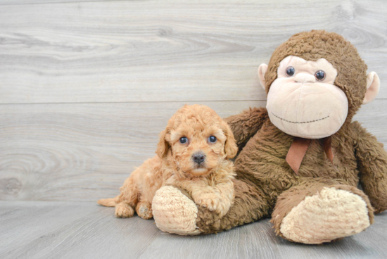 Best Cavapoo Baby