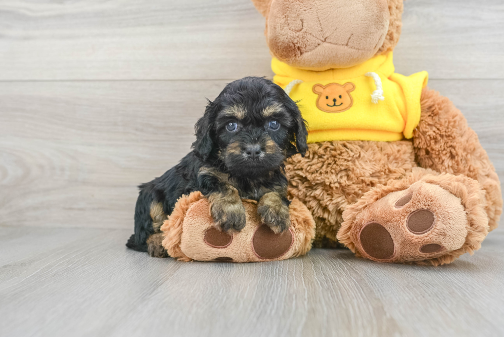 Hypoallergenic Cavoodle Poodle Mix Puppy