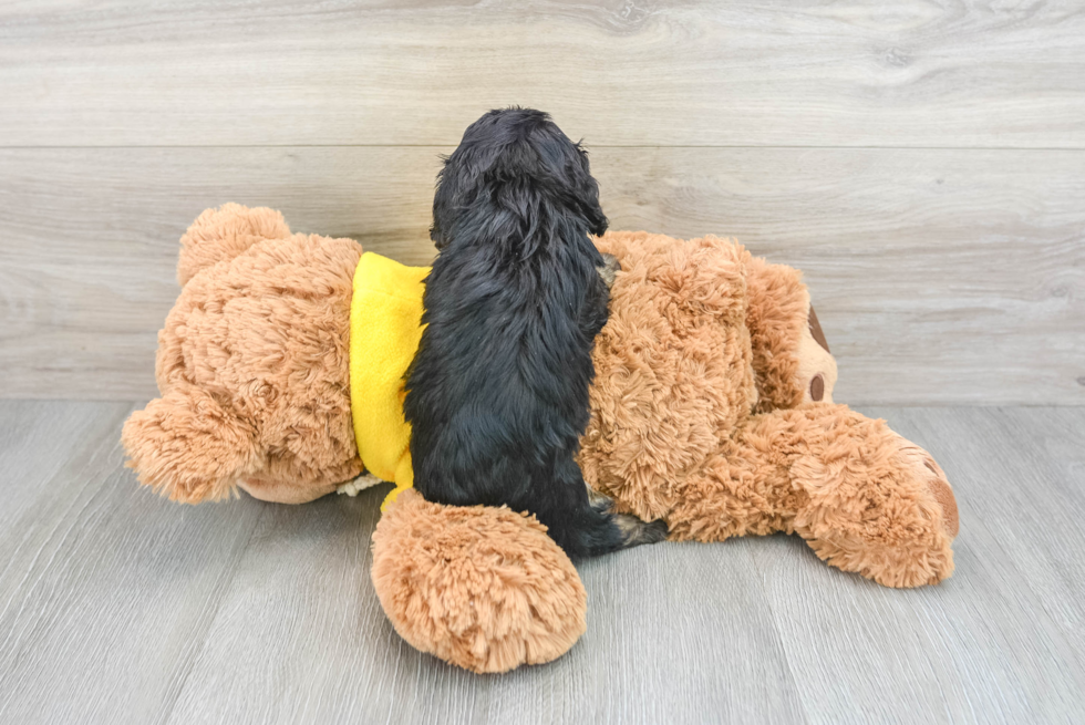 Funny Cavapoo Poodle Mix Pup