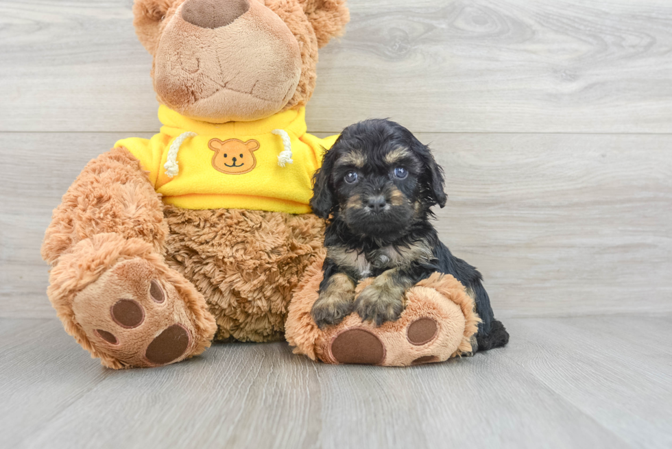 Petite Cavapoo Poodle Mix Pup