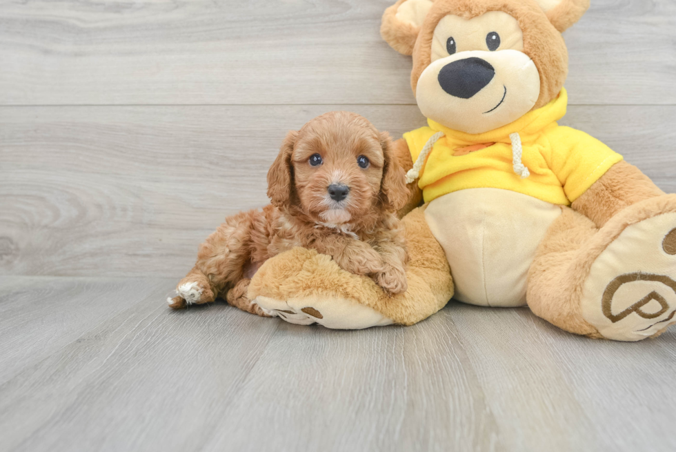 Happy Cavapoo Baby