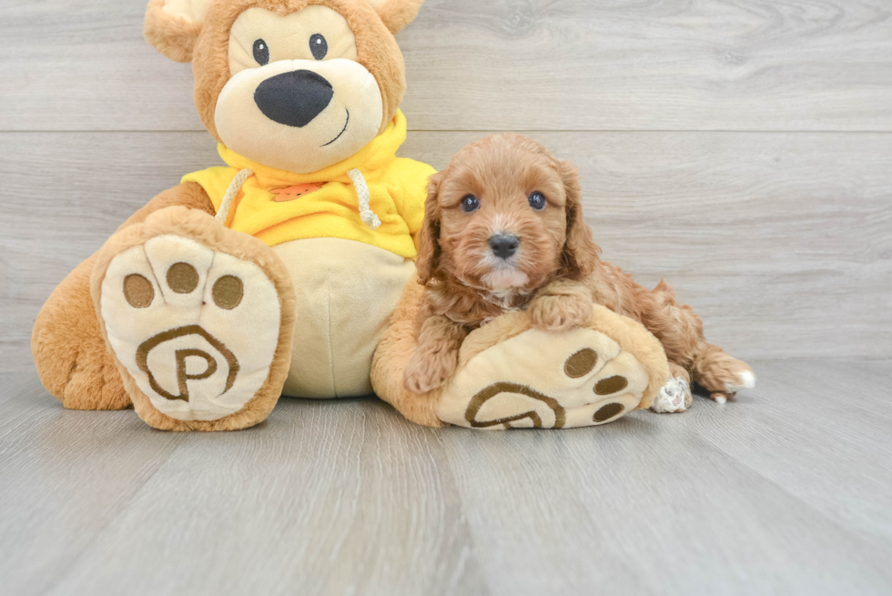 Energetic Cavoodle Poodle Mix Puppy