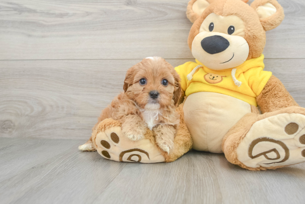 Cute Cavapoo Baby