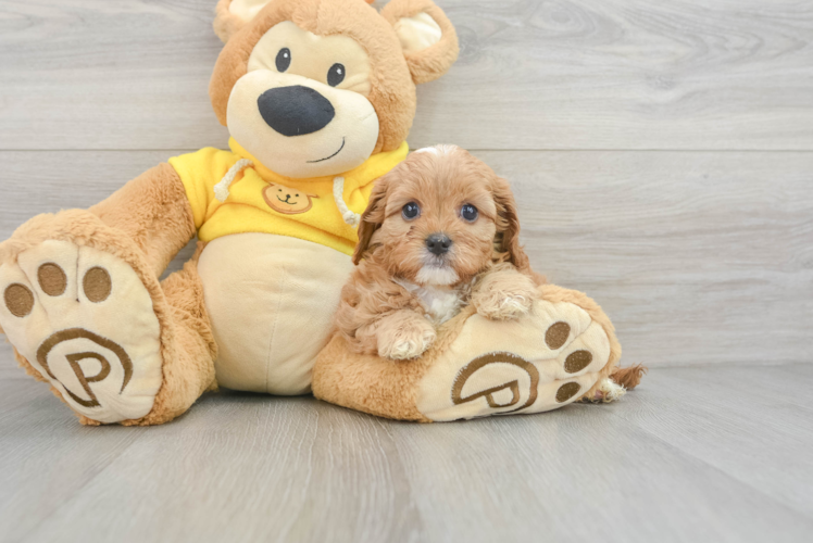 Little Cavoodle Poodle Mix Puppy