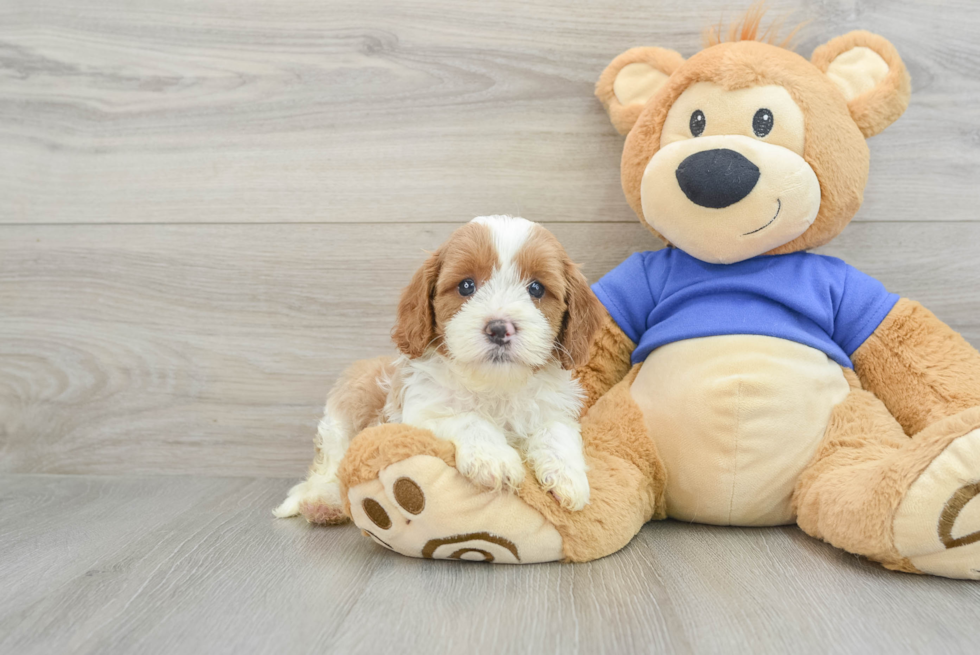 Cavapoo Pup Being Cute