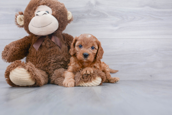 Cavapoo Pup Being Cute