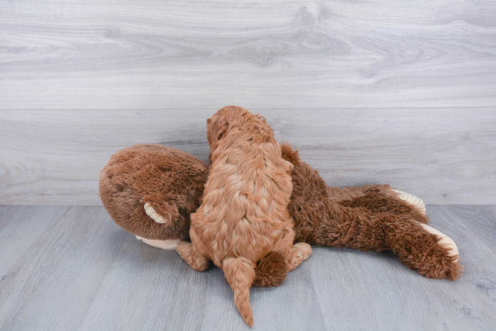 Little Cavoodle Poodle Mix Puppy