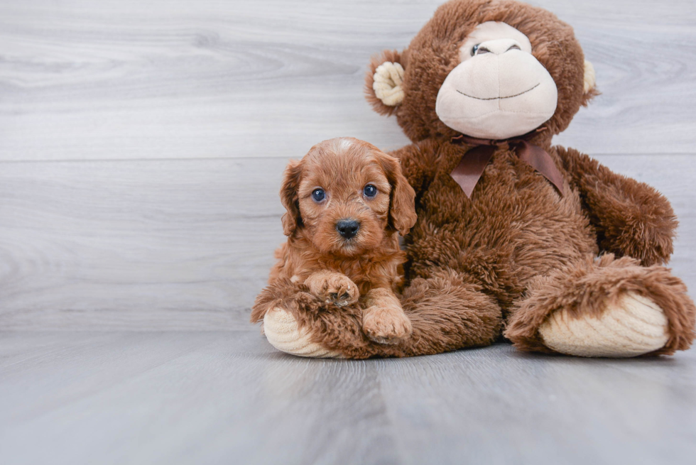 Little Cavoodle Poodle Mix Puppy