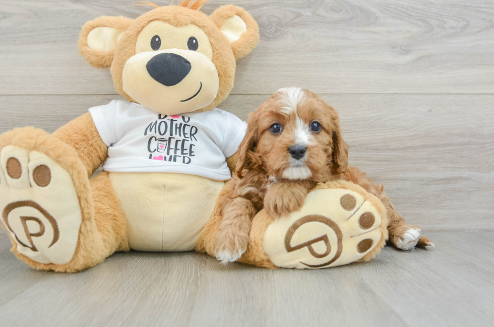 6 week old Cavapoo Puppy For Sale - Premier Pups