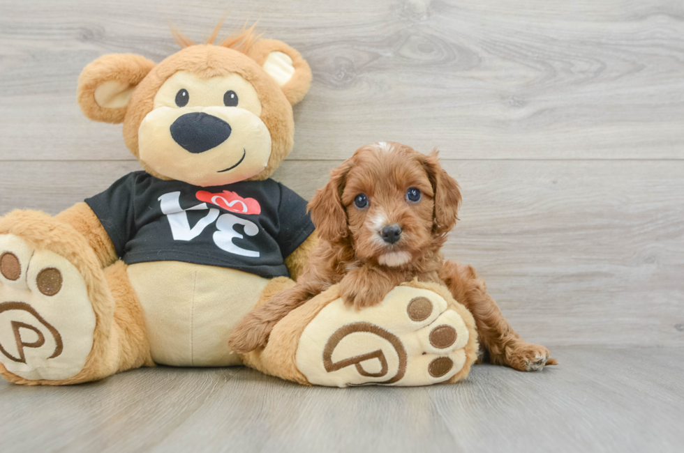 5 week old Cavapoo Puppy For Sale - Premier Pups