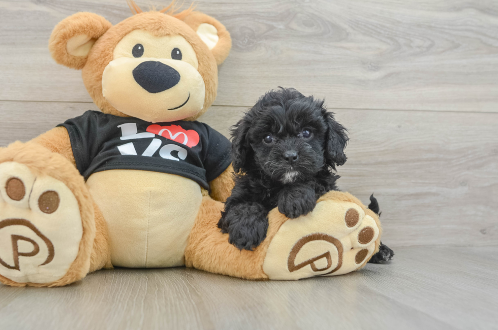 7 week old Cavapoo Puppy For Sale - Premier Pups