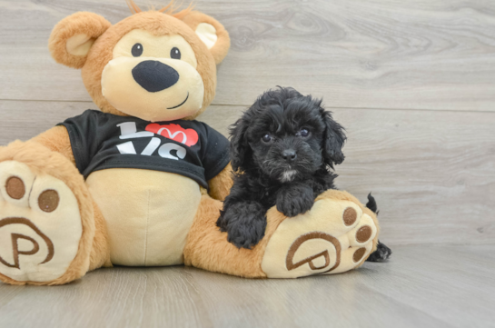 Cavapoo Pup Being Cute