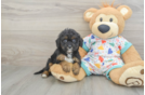 Hypoallergenic Cavadoodle Poodle Mix Puppy