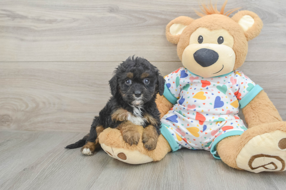 Hypoallergenic Cavadoodle Poodle Mix Puppy