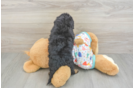 Cavapoo Puppy for Adoption