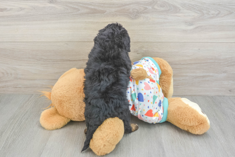 Cavapoo Puppy for Adoption